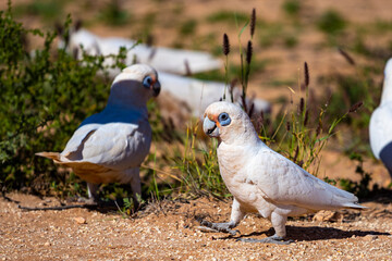 A group of beautiful cute Little corella (short-billed corella, little cockatoo) searching for seeds in the Australian outback, Cape Range National Park, Western Australia