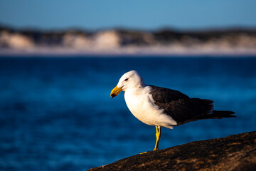 Beautiful large Pacific gull up close standing on a rock at sunset in lucky bay, Esperance, Western Australia