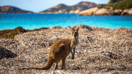 Beautiful, adorable, cute western grey kangaroo feeding on algae on stunning Lucky Bay, Esperance, Western Australia