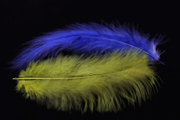 Blue and yellow soft feathers, symbolizing the flag of Ukraine, on a black background. Ukrainian concept.