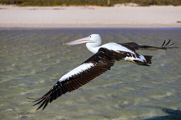 Beautiful large australian pelican flying low over Turquiose bay in Cape Range National Park, Western Australia