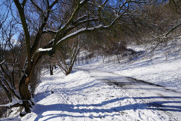 Road in park at winter