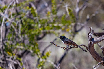 beautiful black little willie wagtail up close sitting on the branch in outback, Francois Peron National Park, Western Australia. Birds of Australia