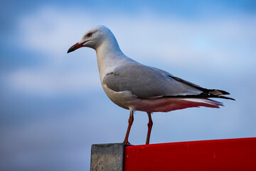 silver gull standing on postbox in the harbor in the city of Perth, Western Australia