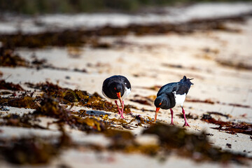 A pair of beautiful cute australian oystercatchers searching for food between algae on the paradise beach in Rottnest Island, Western Australia