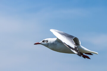 One seagull flying.The seagull is flying in the bright sky.