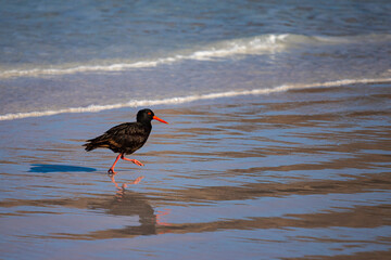 Beautiful adorable Sooty oystercatcher bird running on the stunning lucky bay in Esperance, Western...