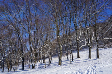 Fototapeta premium Park in winter at daytime