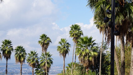Fototapeta na wymiar Palm trees in front of the lowest freshwater lake on Earth Sea of Galilee in Tiberias in Israel in the month of February