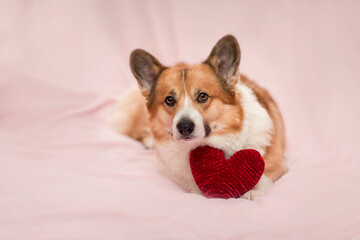 cute corgi dog puppy is lying on a pink bed with a red knitted heart