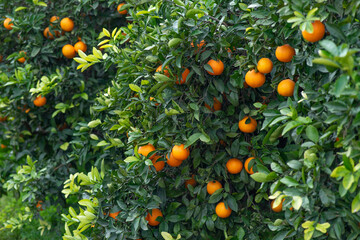 Campos de naranjos en Valencia