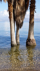 Fototapeta premium Palm trees on a shore north of Tiberias at the lowest freshwater lake on Earth Sea of Galilee in Tiberias in Israel in the month of February
