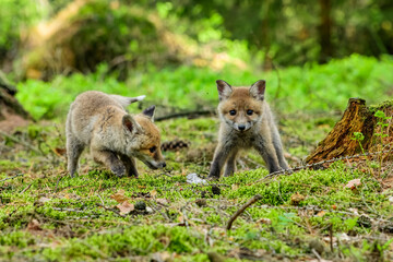Cute Red Fox, Vulpes vulpes in fall forest. Beautiful animal in the nature habitat. Wildlife scene from the wild nature. Red fox running in orange autumn leaves