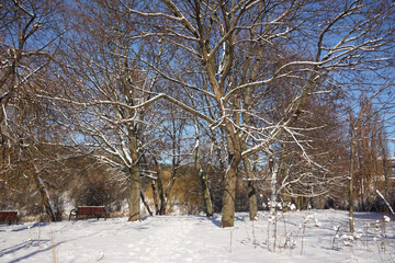 Park in winter at daytime