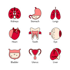 Set of human organs icons flat vector illustrations of human organs symbol for web design medicine anatomy for clinic hospital