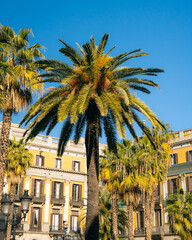 Palm tree in the city against the background of residential buildings. City landscape with palm trees. Palm tree in the gothic quarter of Barcelona