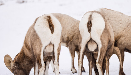 Obraz na płótnie Canvas Wyoming Bighorn sheep in the winter snow.