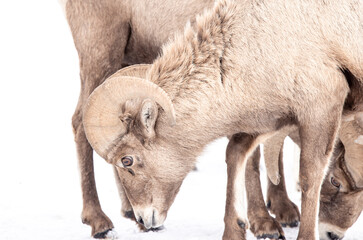 Fototapeta premium Wyoming Bighorn sheep in the winter snow.