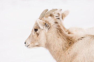 Wyoming Bighorn sheep in the winter snow.
