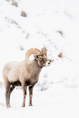 Wyoming Bighorn sheep in the winter snow.