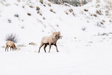 Wyoming Bighorn sheep in the winter snow.