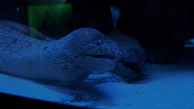 a large moray eel in an aquarium