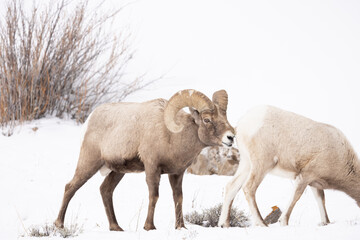 Wyoming Bighorn sheep in the winter snow.
