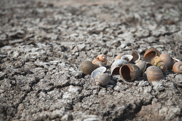 Dried molluscs on dry and cracked ground, global warming, environmental impacts
