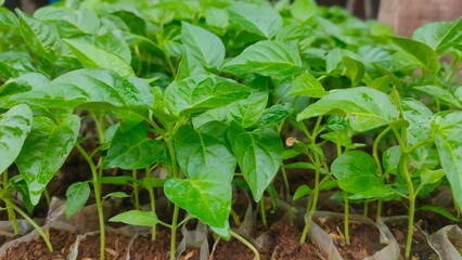 chili plant nursery