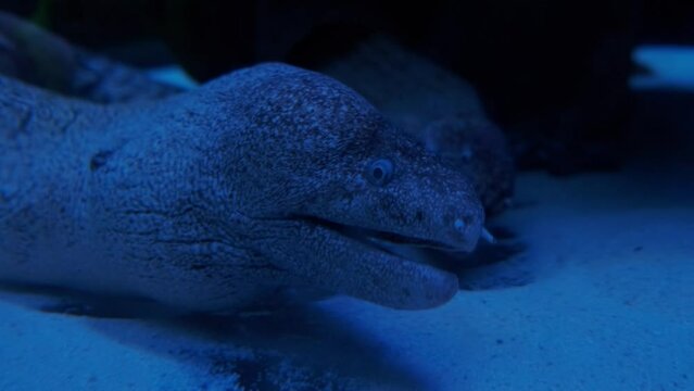 a large moray eel in an aquarium