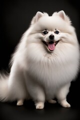 Fototapeta na wymiar A white cute dog. Generative Ai.