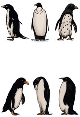 Color vector set of penguins on white isolated , bird of Antarctica and the south coast of Africa. White space for text
