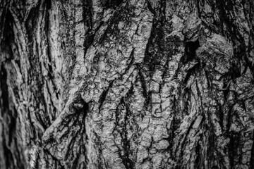 Fototapeta na wymiar Wood background texture, tree bark backdrop