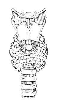Human thyroid gland anatomy - detailed black and white illustration - human organ - endocrine system	
