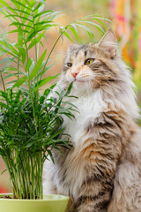 rote Katze knabbert am Zimmerpflanze, Norwegische Waldkatze mit Pflanze