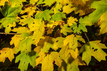 Yellow maple leaves on the branches. Autumn nature background with maple tree leaves