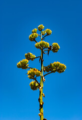 Voyage en Australie - kangaroo island - Australia
