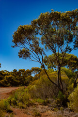 Voyage en Australie - kangaroo island - Australia