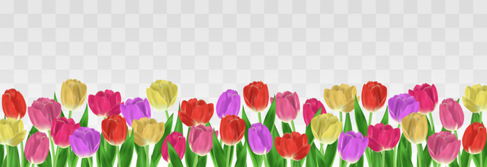 Spring tulips flower isolated on png background. 8 March international Women's Day with realistic tulips. Vector spring illustration for greeting, postcards, posters, coupons, promotional material.