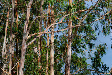 Voyage en Australie - kangaroo island - Australia