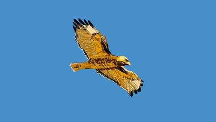 Red tail Hawk, Predator, Gliding, Flying, Bird, Birding
