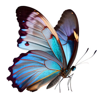 Stunning close-up portrait of a blue sitting butterfly. Generative AI. © PNG-Universe