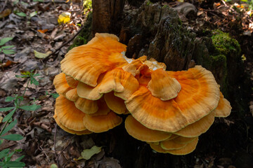 The sulfur-yellow tinder Latin Laetiporus sulphureus is a fungus grown on a tree, a yellowish...
