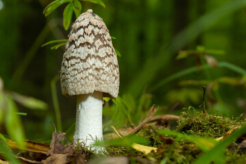 Coprinopsis picacea is a species of fungus in the family Psathyrellaceae