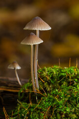White mushrooms in the forest, Mycena piringa mushrooms