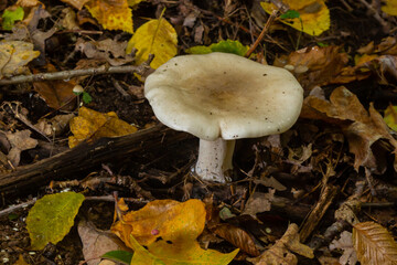 Lactifluus vellereus formerly Lactarius vellereus fungus in the forest