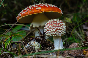 Amanita Muscaria, poisonous mushroom. Photo has been taken in the natural forest background