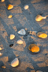 Fototapeta premium Winter sunrise at Sea Ranch beach Indialantic Florida