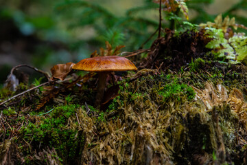 Gymnopilus penetrans, known as Common Rustgill, mushrooms