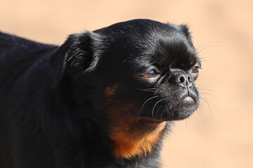 Brabant Griffon dog breed. close-up portrait